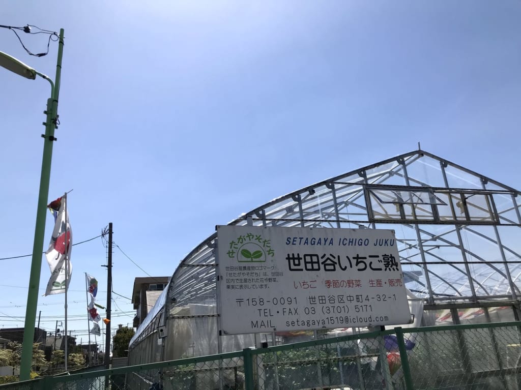 世田谷区上野毛いちご塾いちご狩りいちごアイス