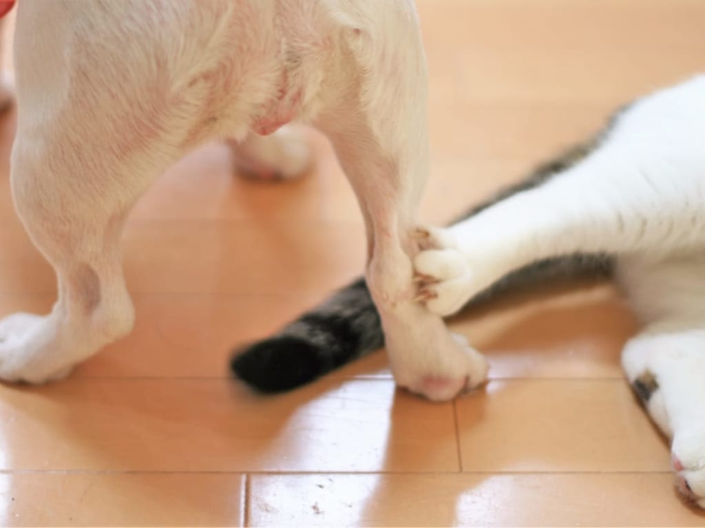 世田谷区動物12薬局