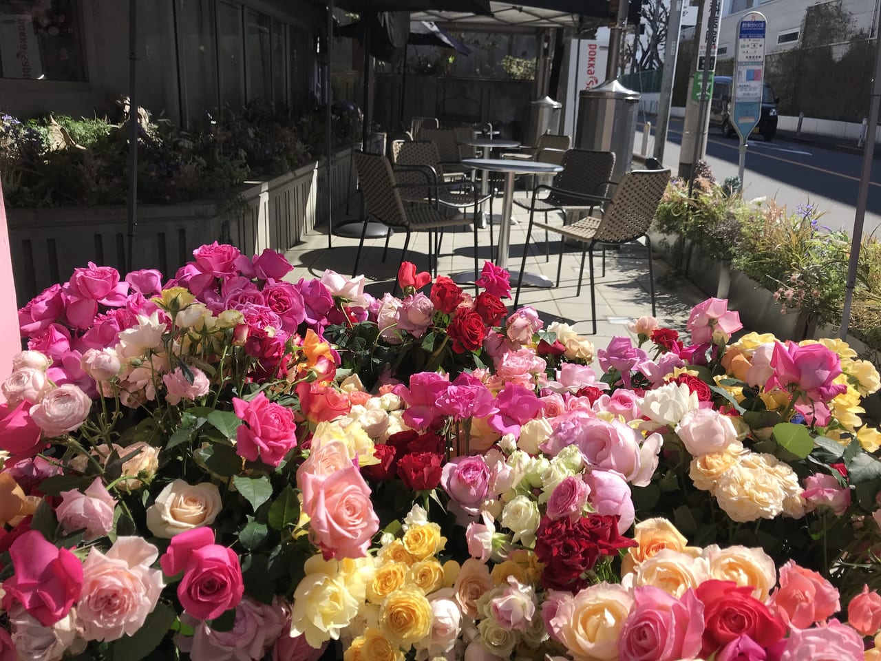 setagaya_todoroki_ROSETIQUEbyMiwako_open