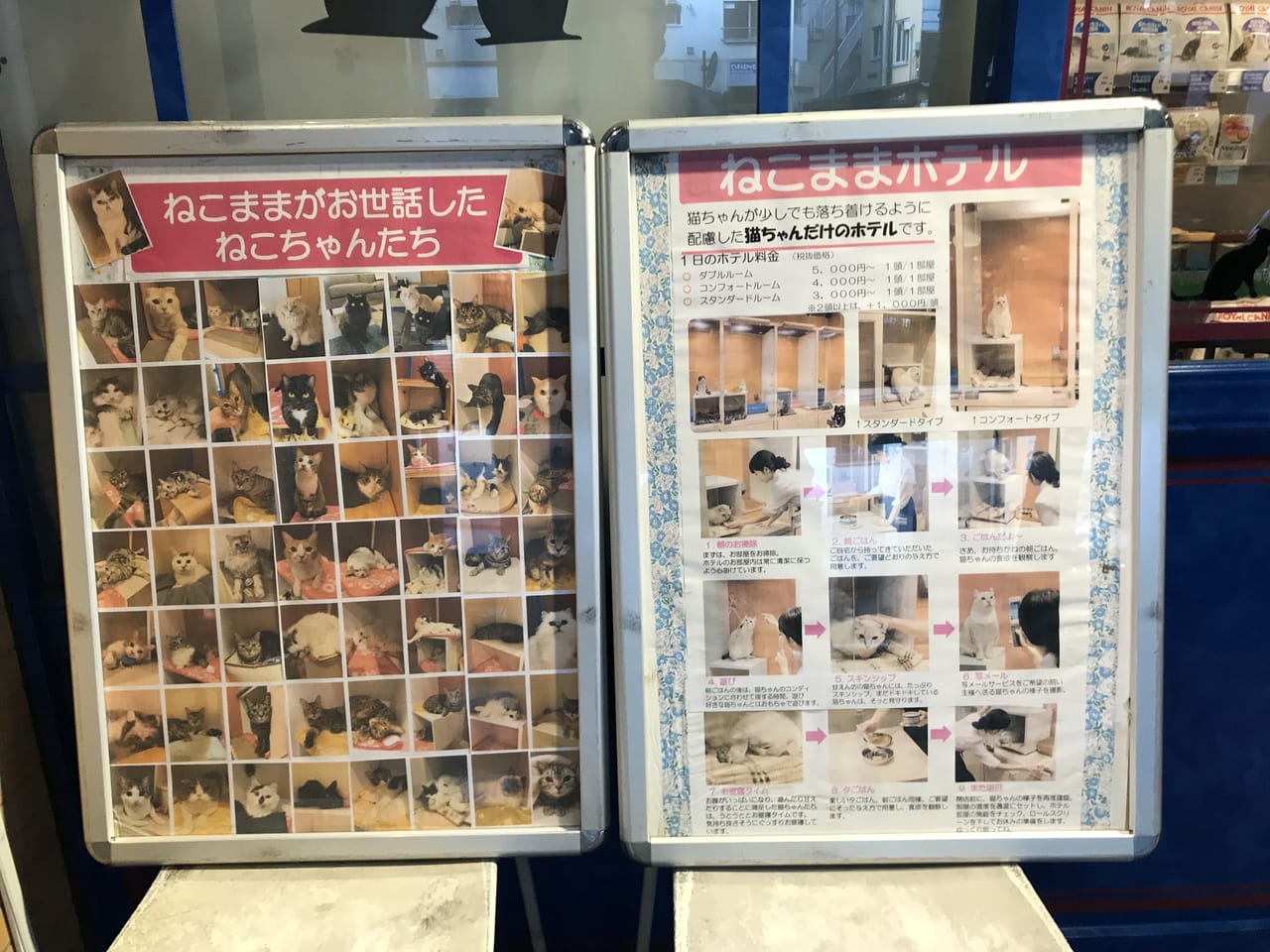 世田谷区池尻猫専用ホテル＆ショップのねこままホテルはケージじゃない個室で安心できます。