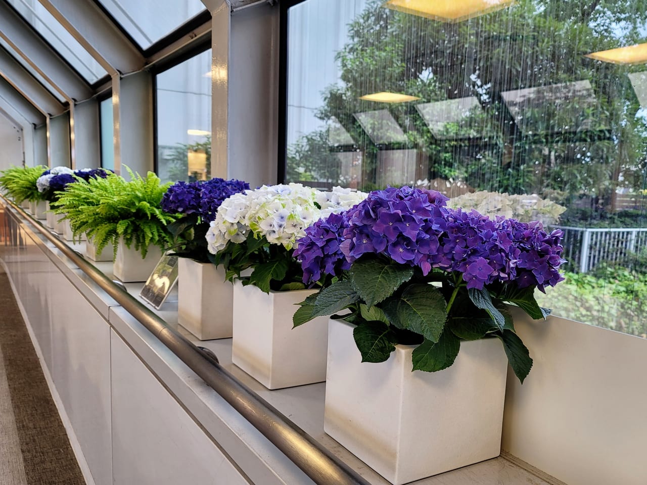 20220609玉川高島屋の渡り廊下を彩る紫陽花の鉢植え