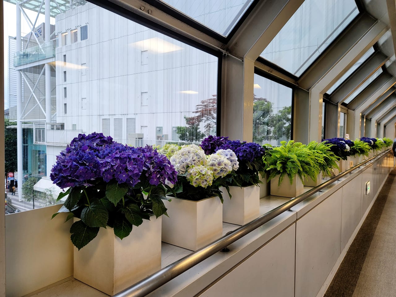 20220609玉川高島屋の渡り廊下に飾ってある紫陽花の鉢植え