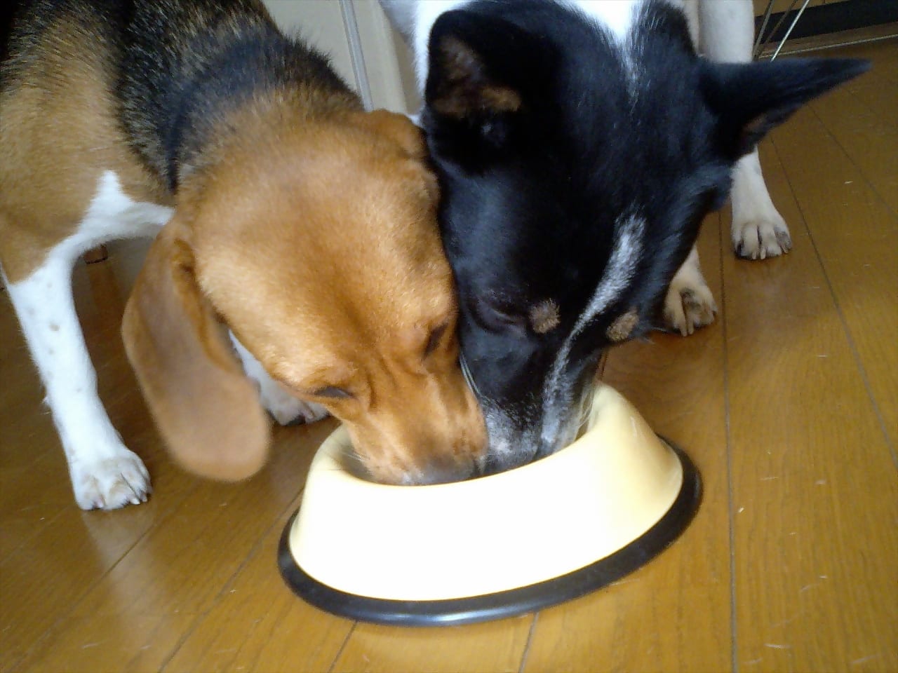 犬がご飯を食べているところ