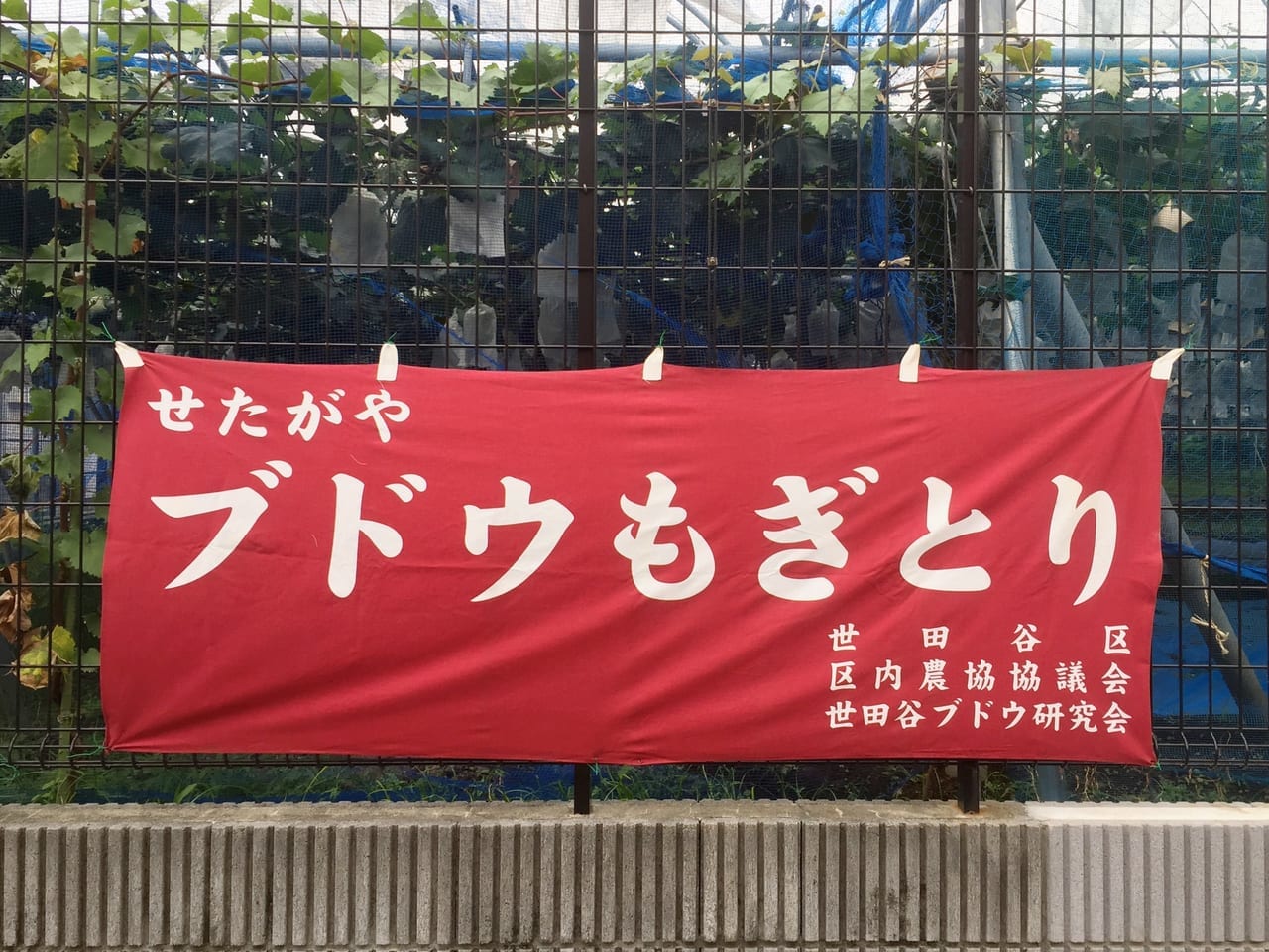 20220806 山崎ぶどう園の案内