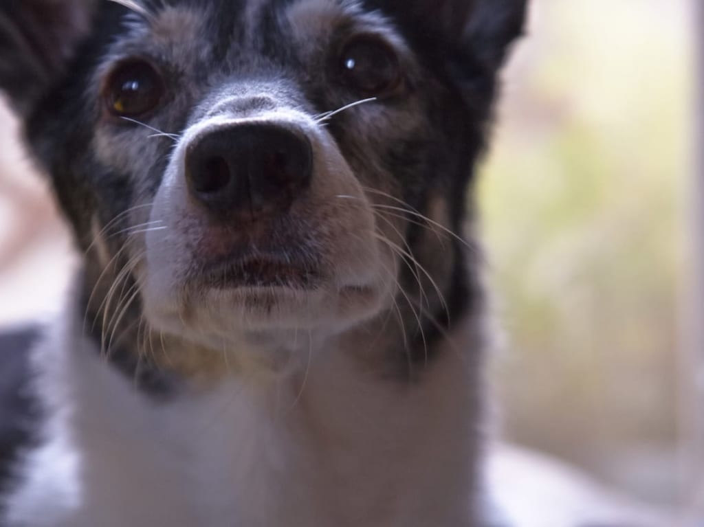 保護犬toffee