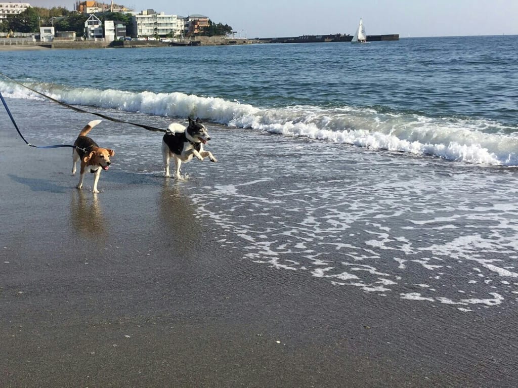 20180428 湘南の海
