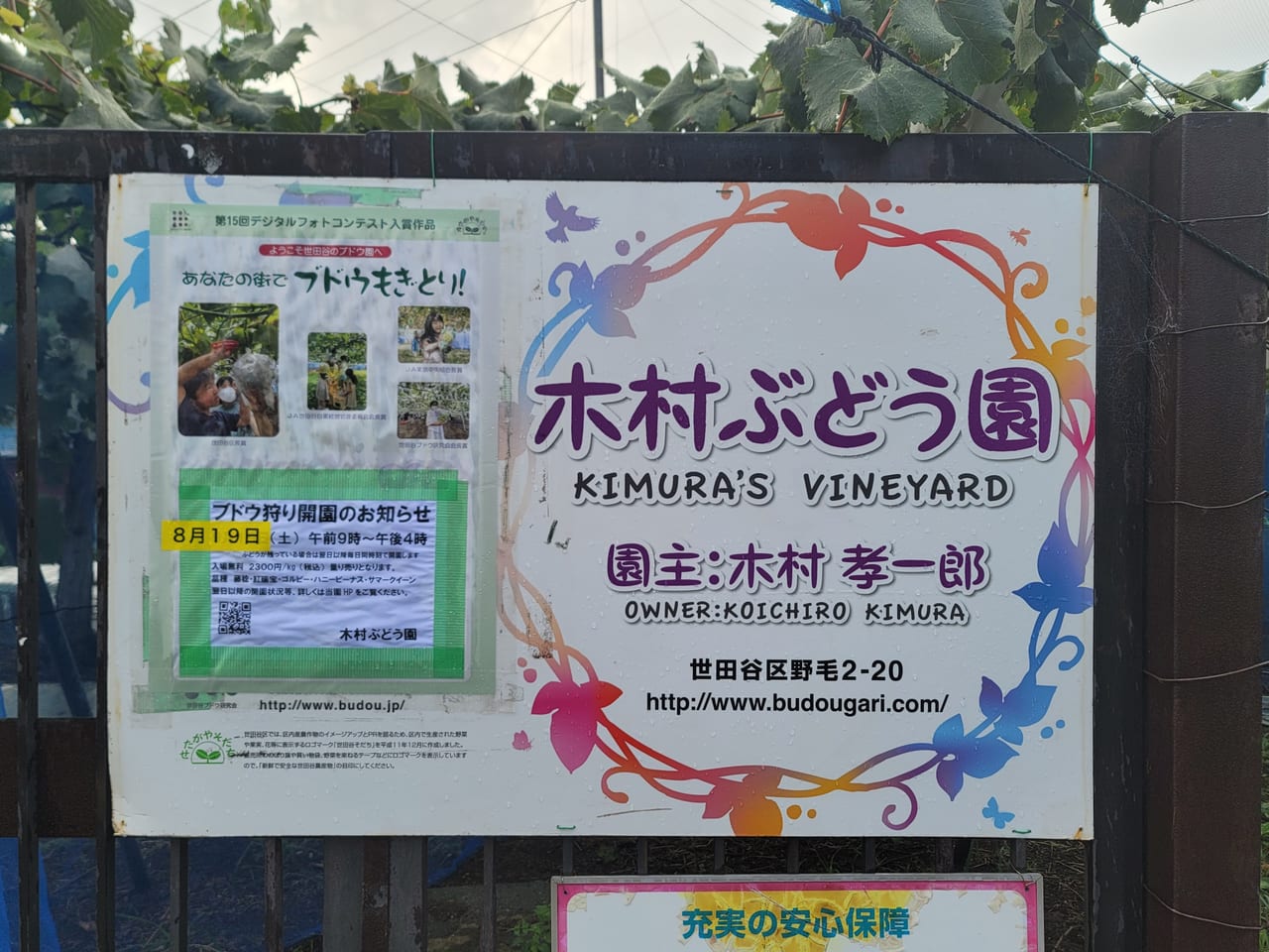 20230815 木村ぶどう園