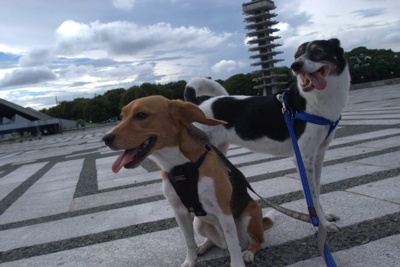 20100811 ペット 犬 駒沢公園