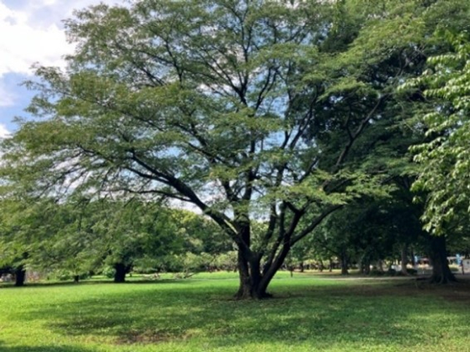 20240922 砧の布 砧公園