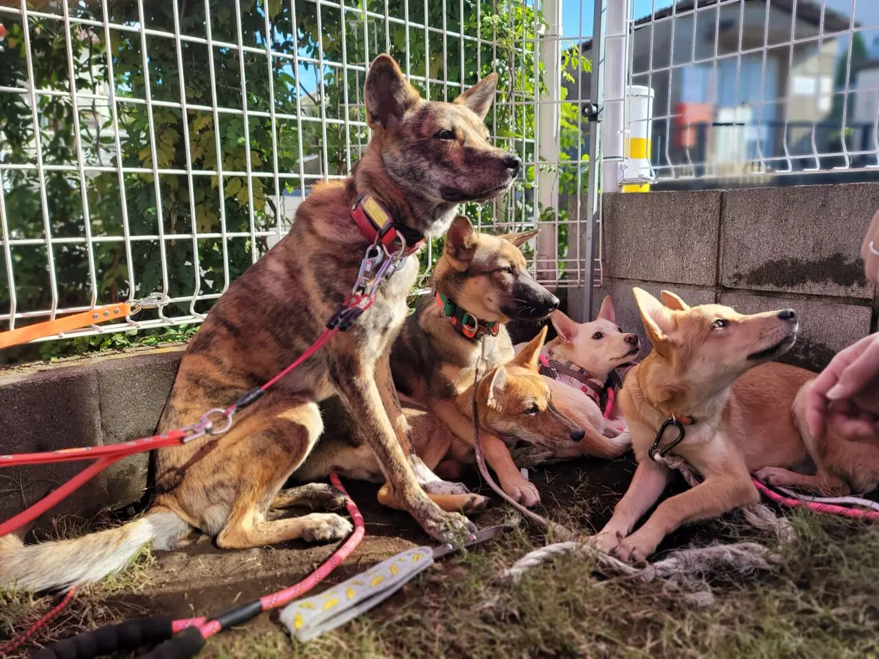 20231029 犬 保護犬