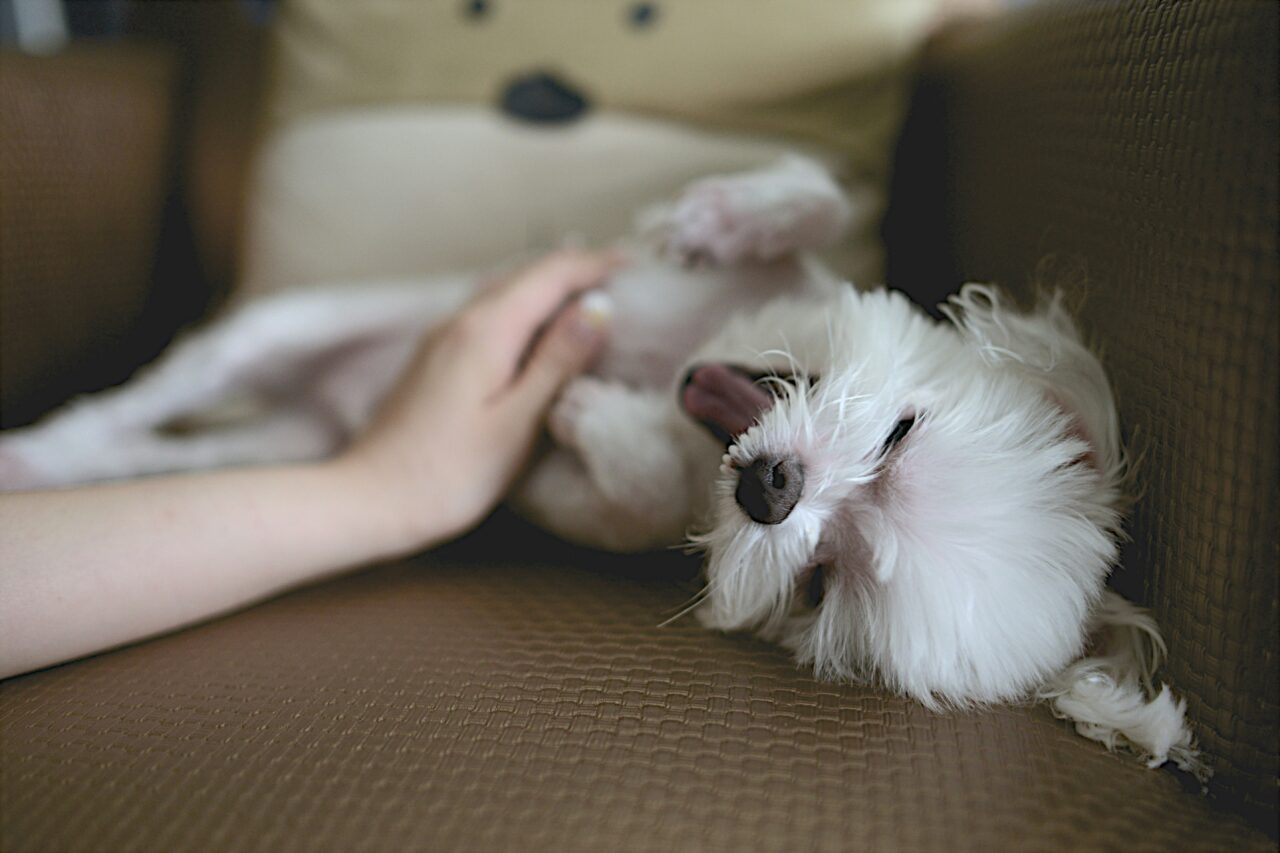 20240910 犬 保護犬