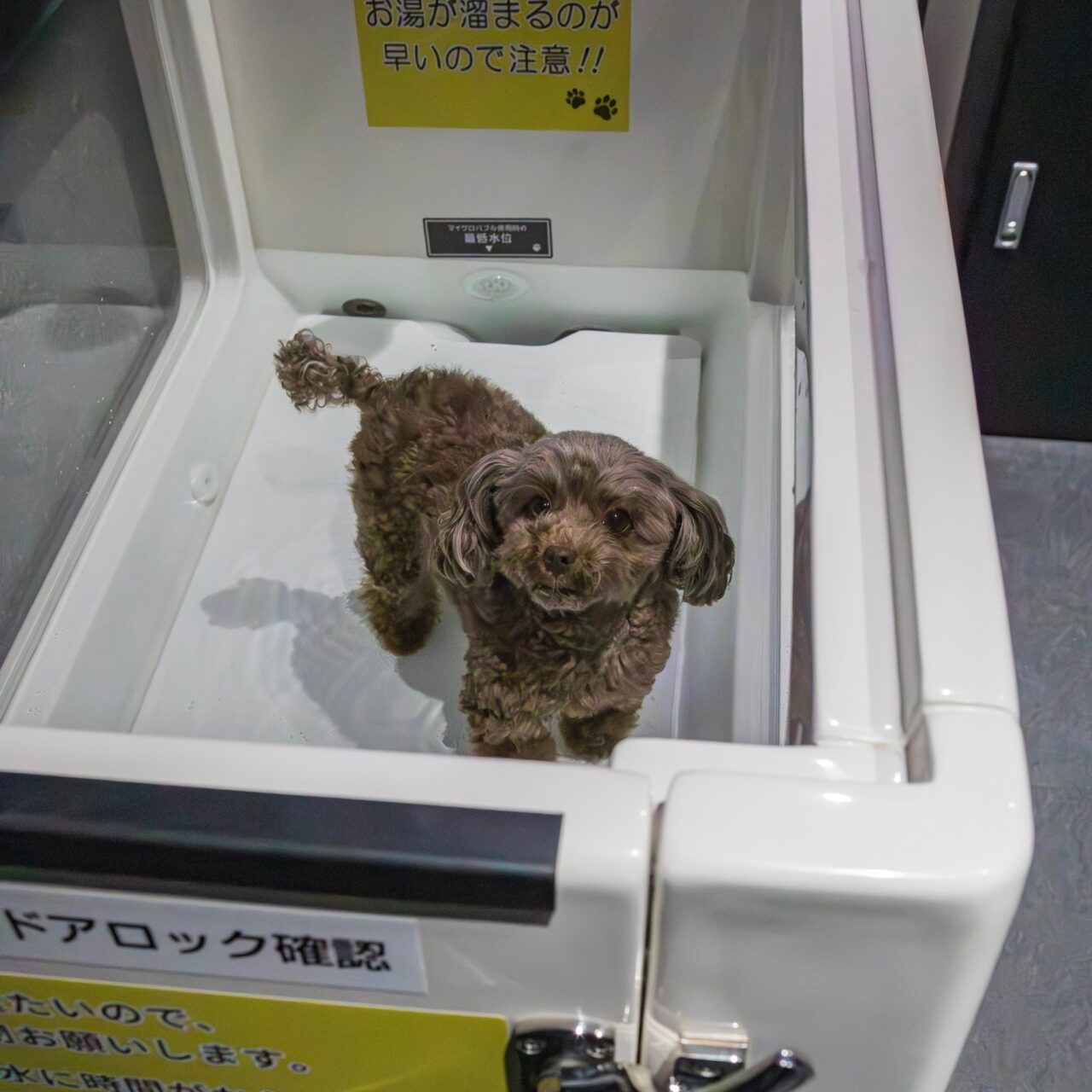 20250830_self_dogspa_kyodo_