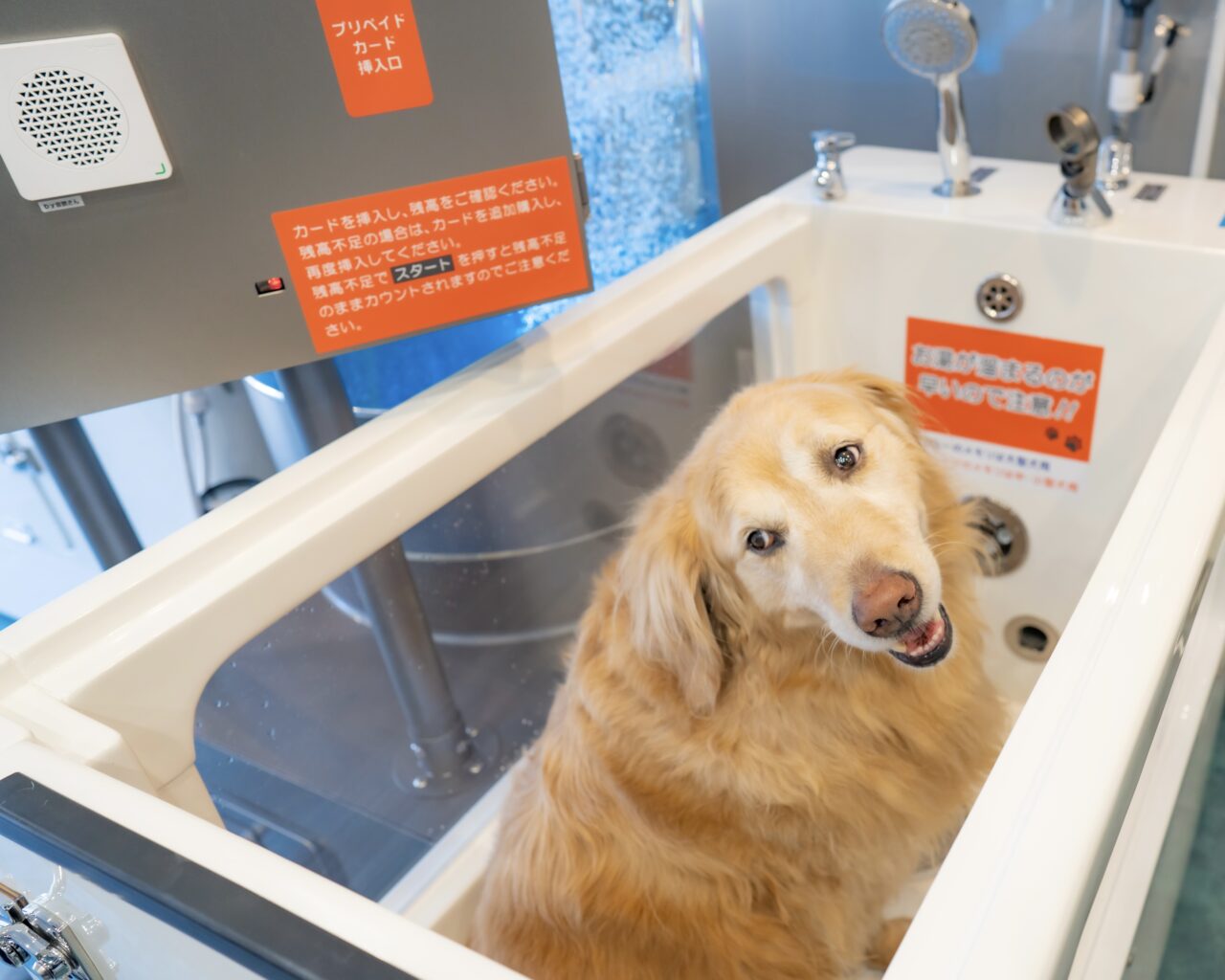 20250830_self_dogspa_kyodo_