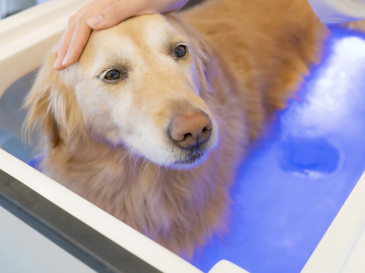 20250830_self_dogspa_kyodo_