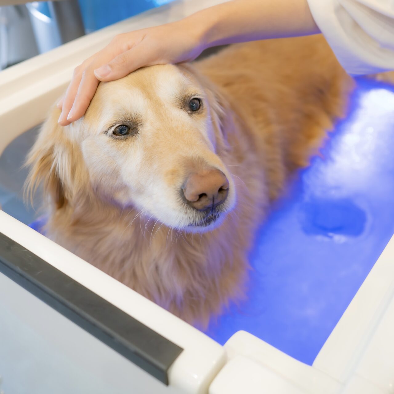 20250830_self_dogspa_kyodo_