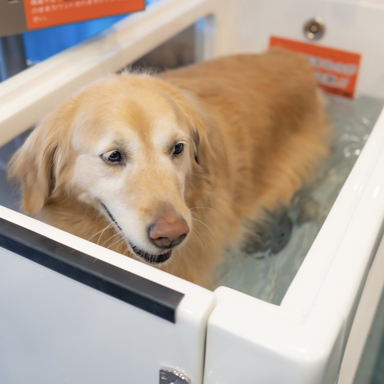 20250830_self_dogspa_kyodo_