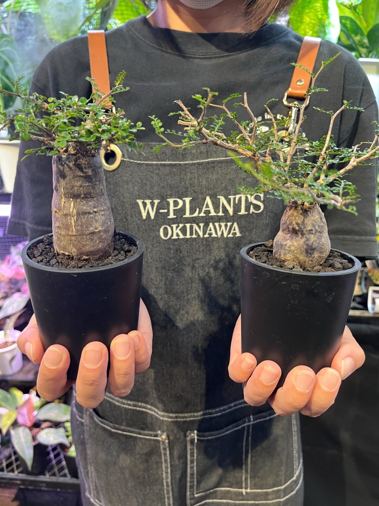 20251008 沖縄 W PLANTS 蔦屋家電 二子玉川