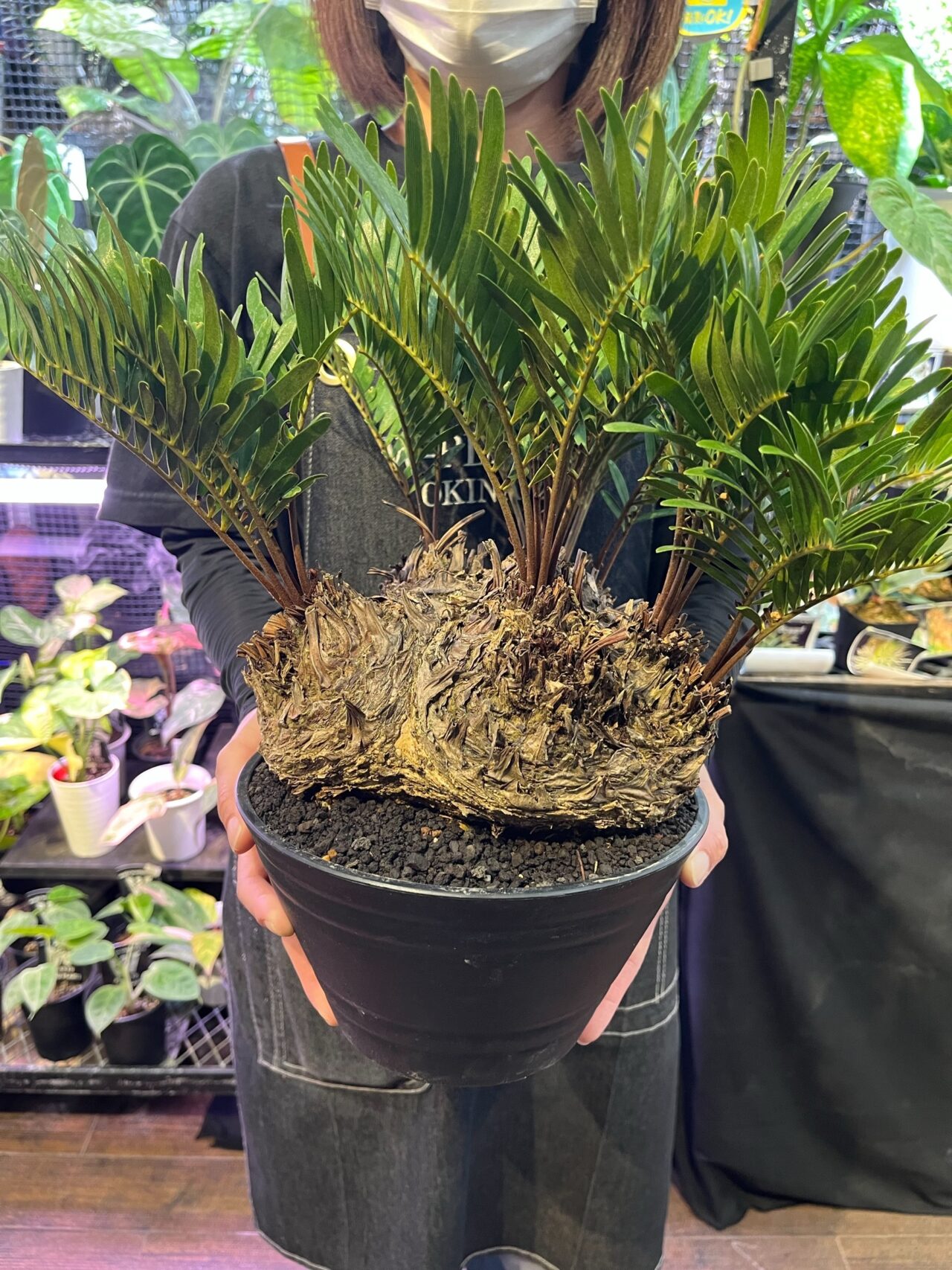 20251008 沖縄 W PLANTS 蔦屋家電 二子玉川