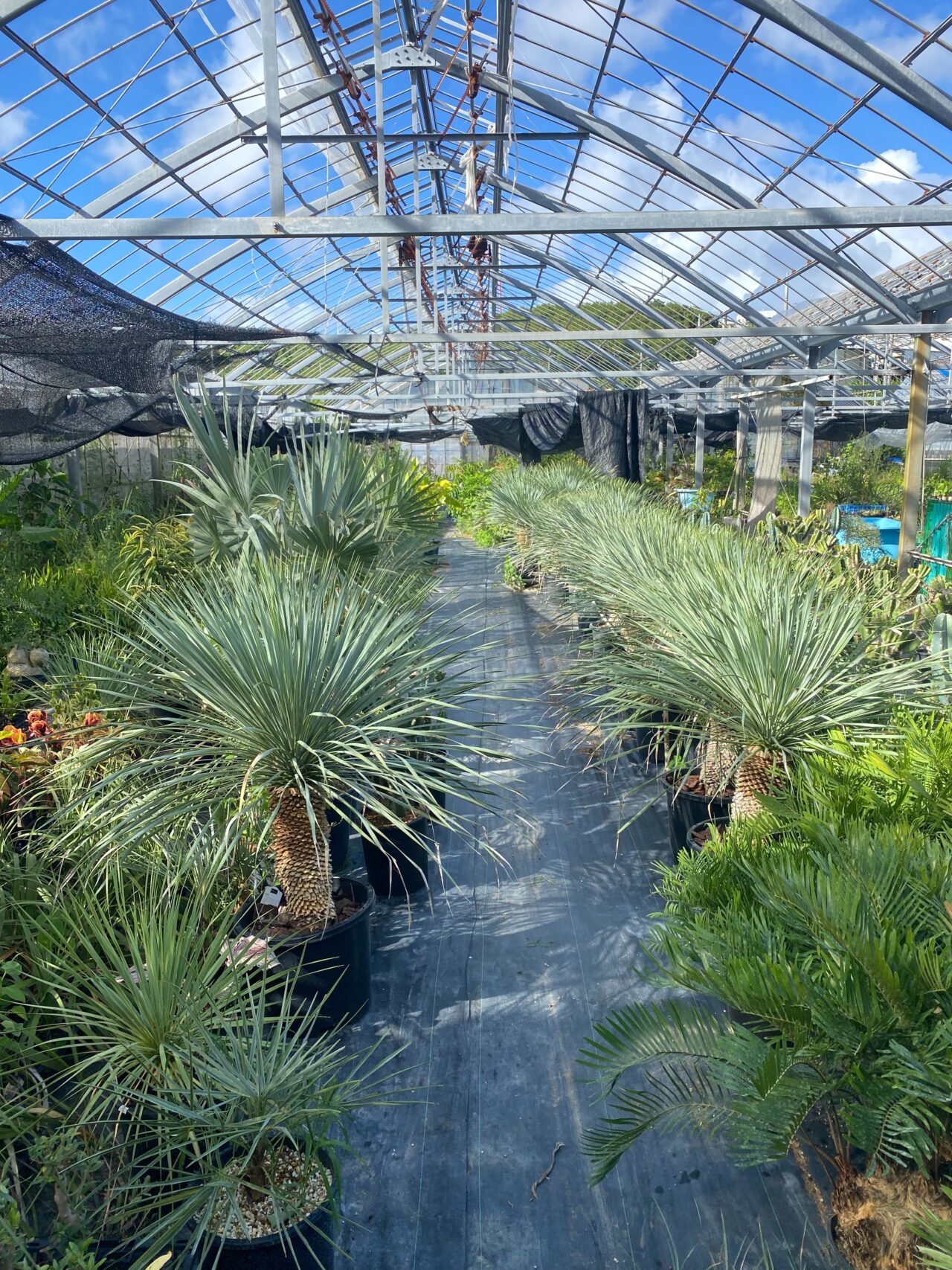 20251008 沖縄 W PLANTS 蔦屋家電 二子玉川