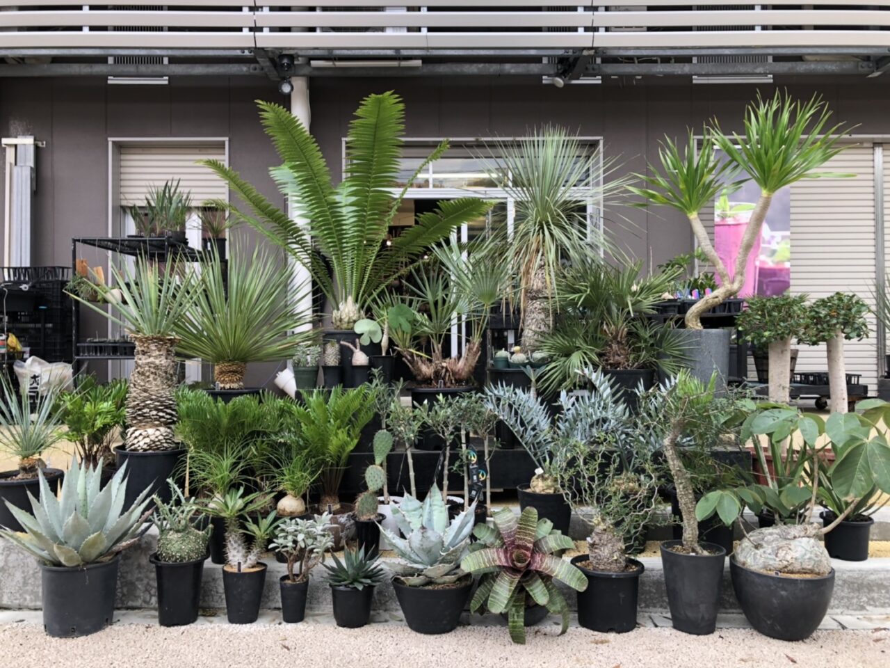 20251008 沖縄 W PLANTS 蔦屋家電 二子玉川