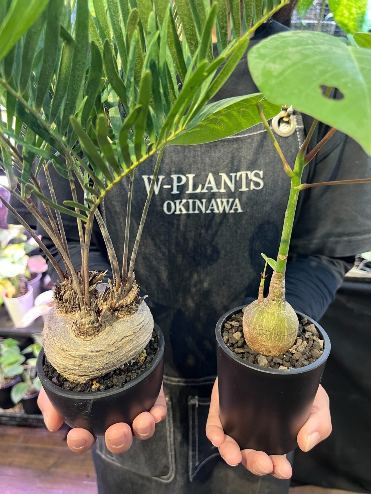 20251008 沖縄 W PLANTS 蔦屋家電 二子玉川