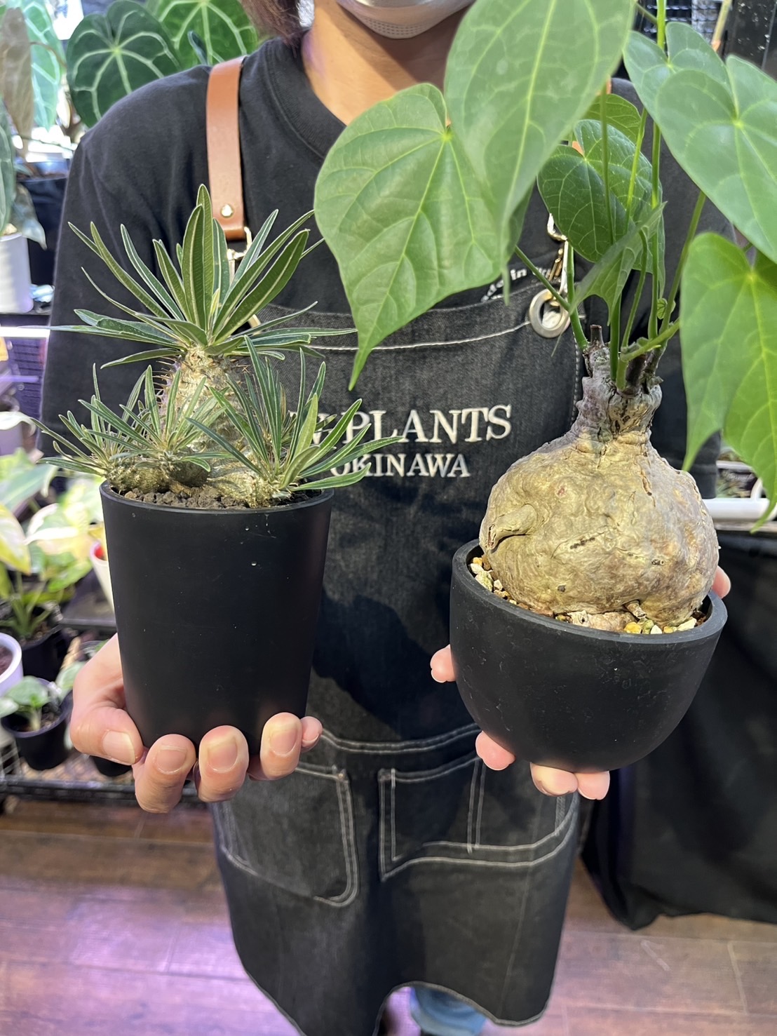 20251008 沖縄 W PLANTS 蔦屋家電 二子玉川