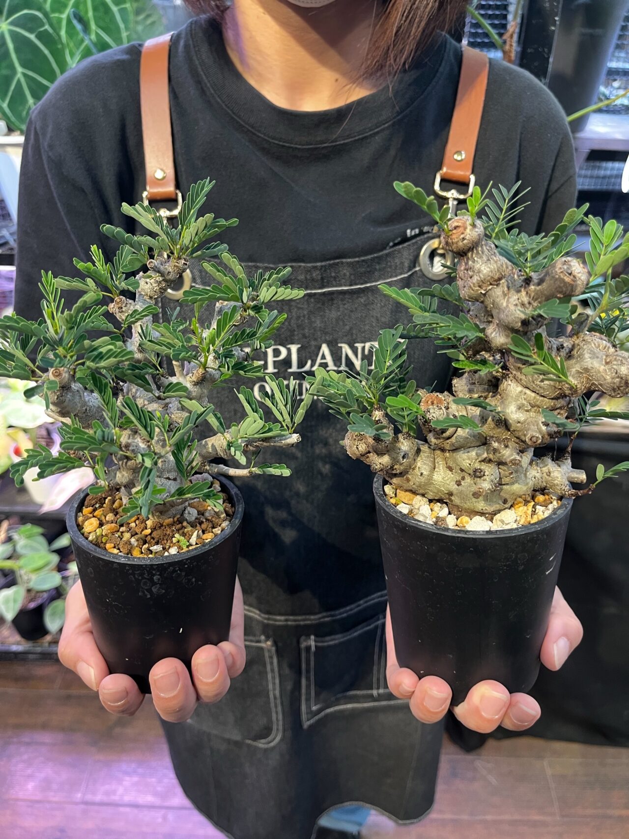 20251008 沖縄 W PLANTS 蔦屋家電 二子玉川