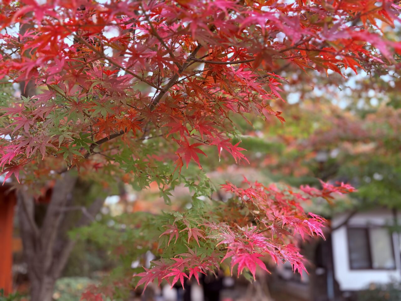 紅葉