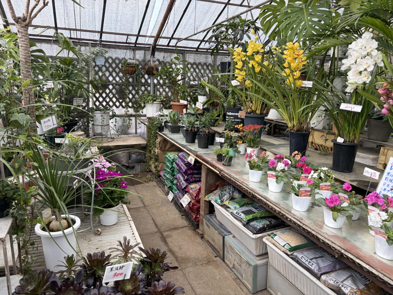 フォーシーズン