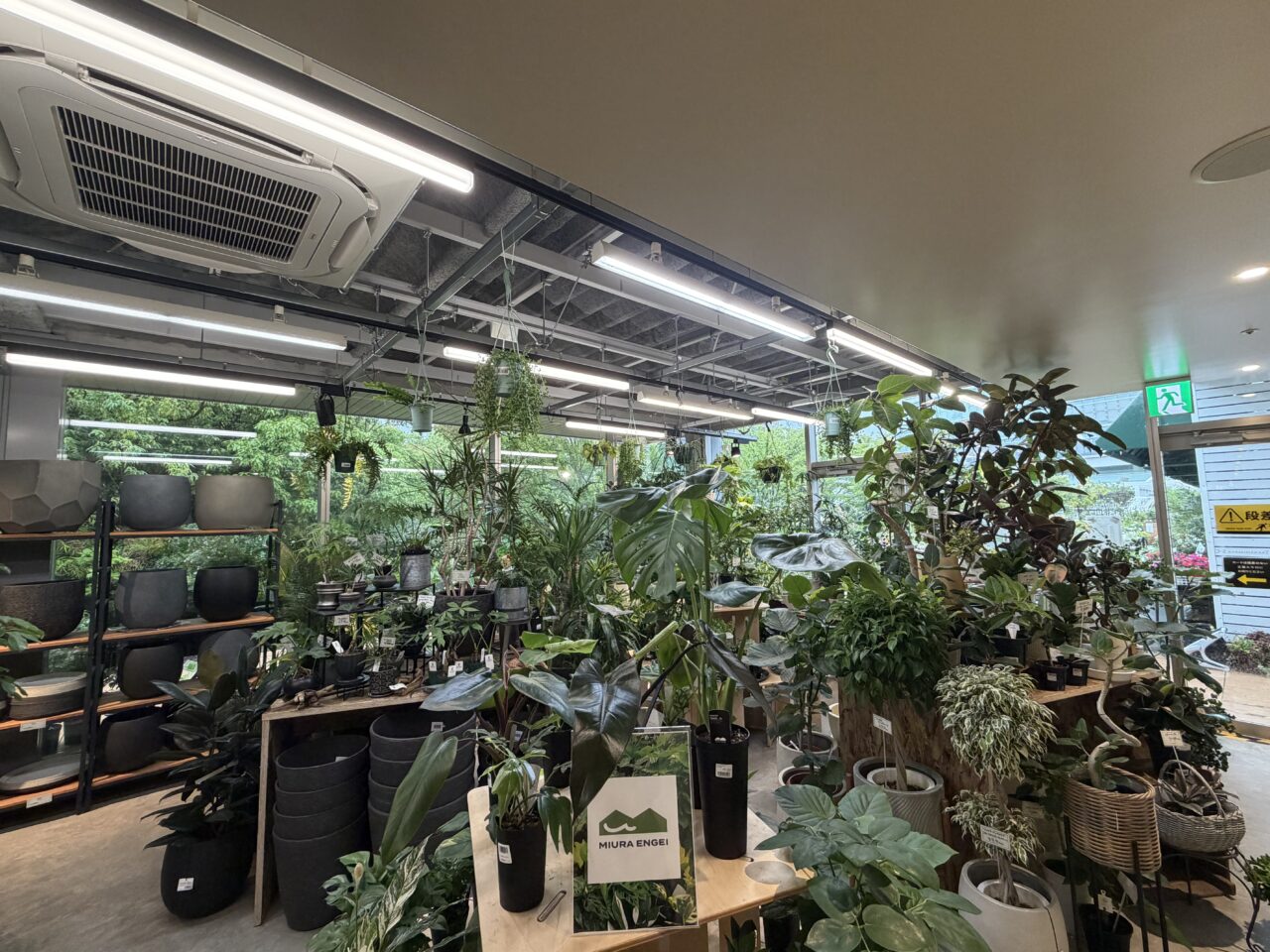 PROTOLEAF