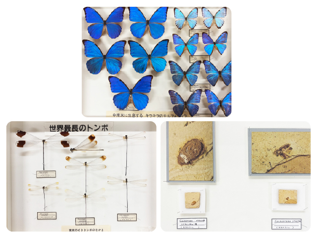 昆虫展